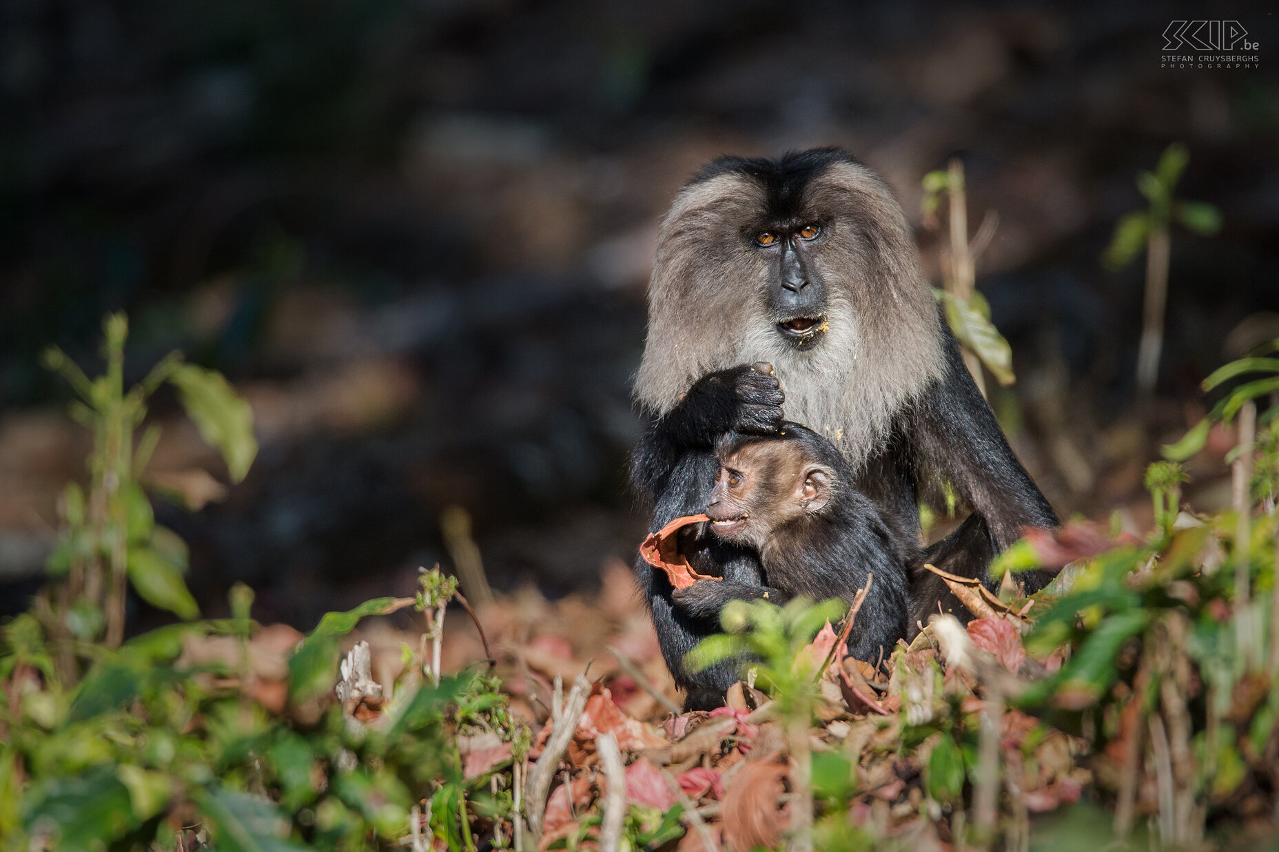 Valparai - Lion-tailed macaque with baby The lion-tailed macaque or the wanderoo (Macaca silenus) is an endangered monkey and endemic to the Western Ghats moutains in south India. They are beautiful monkeys that can be found in the forests of the teaplantions of Valparai. Stefan Cruysberghs